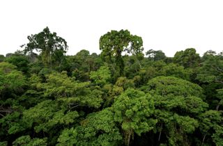 amazon carbon sink