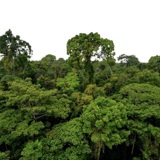 amazon carbon sink