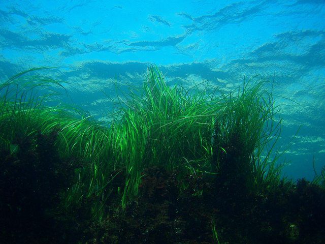 seagrass neptune balls