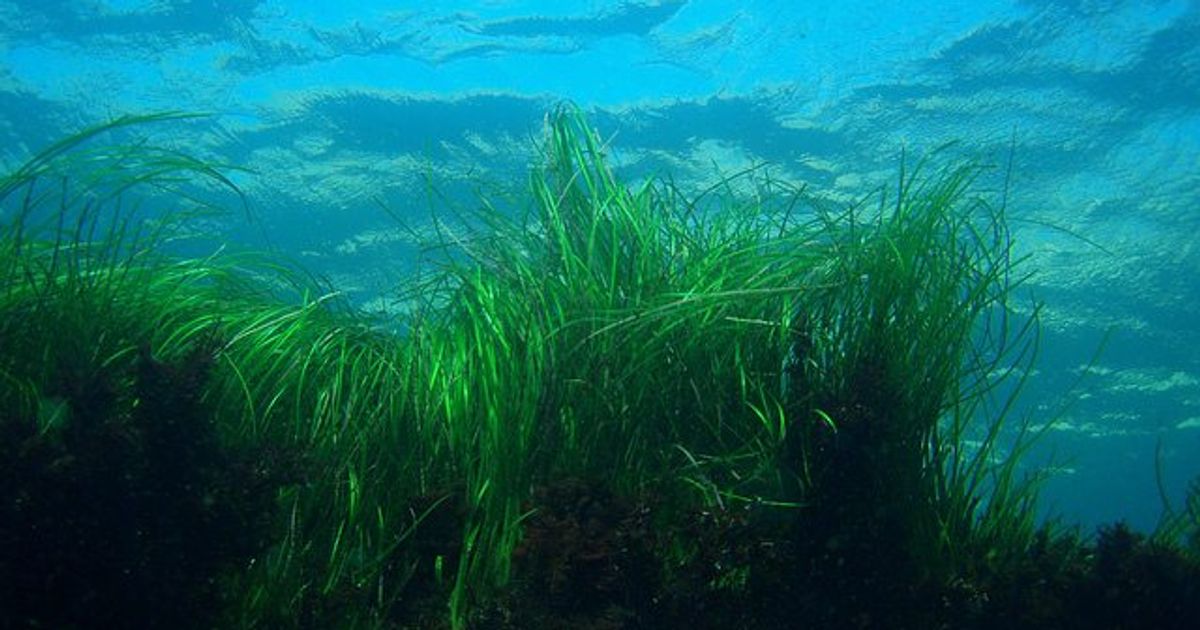 Lush meadows of underwater seagrass are removing plastic from the sea