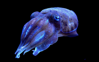 cuttlefish memory helps them remember what they eat