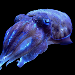 cuttlefish memory helps them remember what they eat