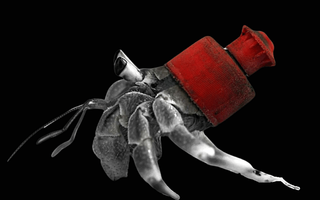 crabs-on-plastic-min.jpg