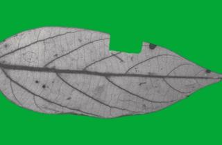 mummified leaf climate change