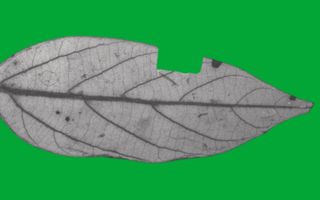 mummified leaf climate change