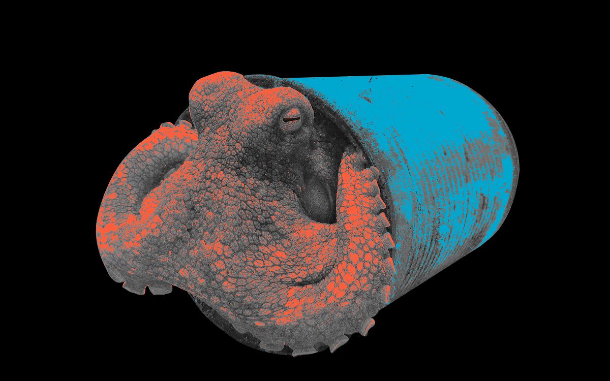 octopus using human garbage for shelter