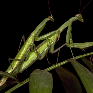 do female mantises eat males after sex