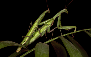 do female mantises eat males after sex