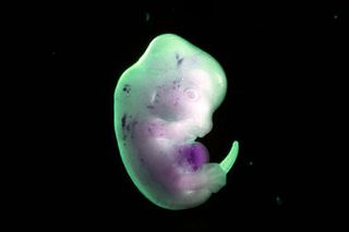 japan human animal hybrids