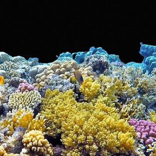 coral reef economic theory