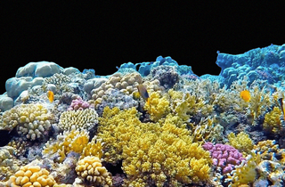 coral reef economic theory