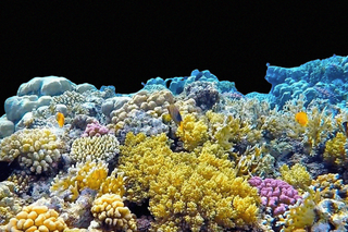 coral reef economic theory