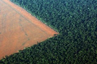 deforestation covid19 pandemic