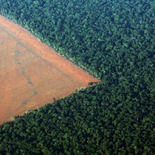 deforestation covid19 pandemic