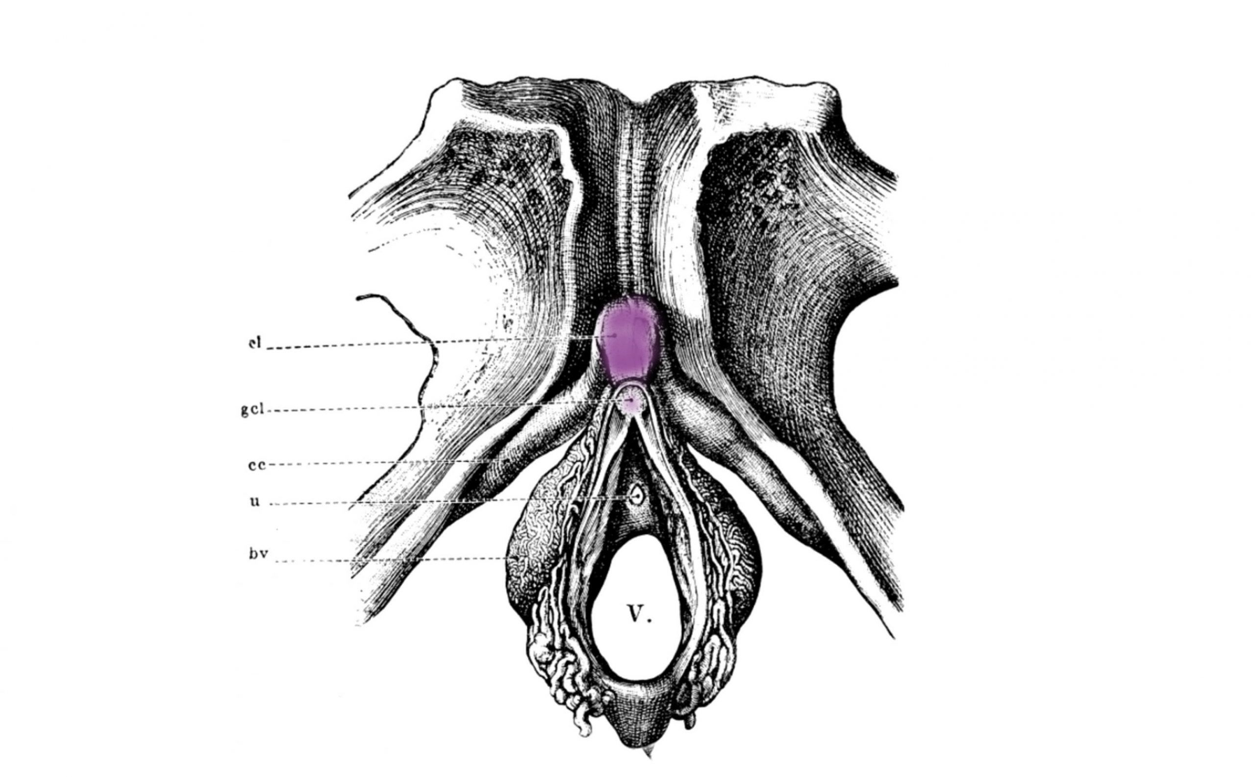 Clitoris anatomy, purpose, and location (with a diagram) - Flo