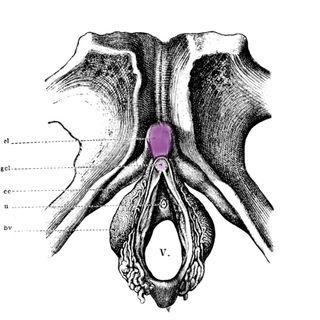 Clitoris reproductive function