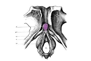 Clitoris reproductive function
