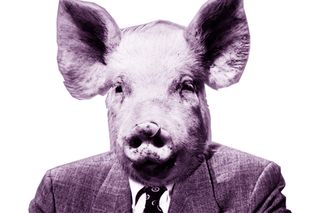 male chauvinist pig
