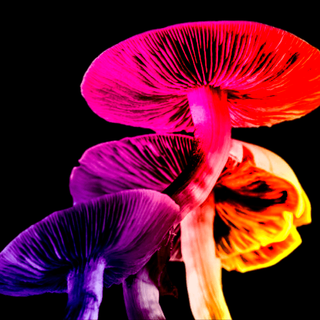 psychedelics improve heart health