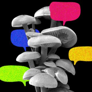 fungi speak to each other
