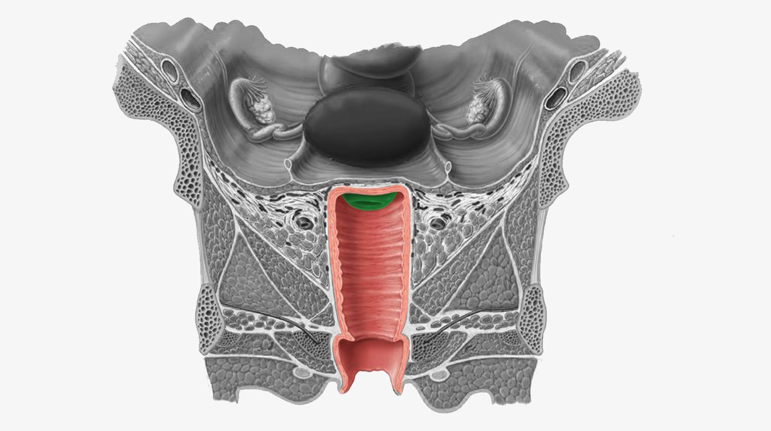 does sex make vagina loose
