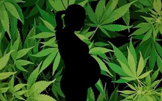 marijuana and fertility