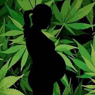 marijuana and fertility