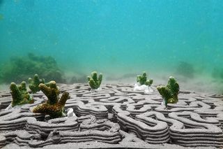 3D printing coral reef