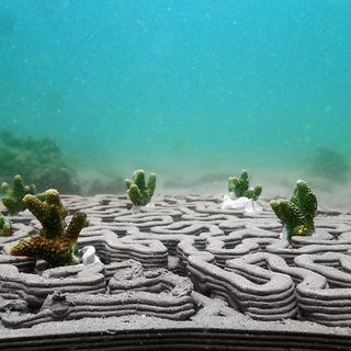 3D printing coral reef