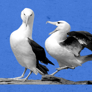 albatross divorce climate change
