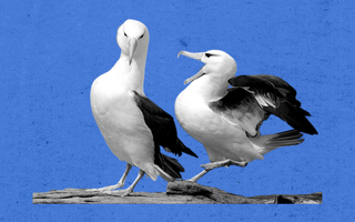 albatross divorce climate change