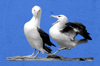 albatross divorce climate change
