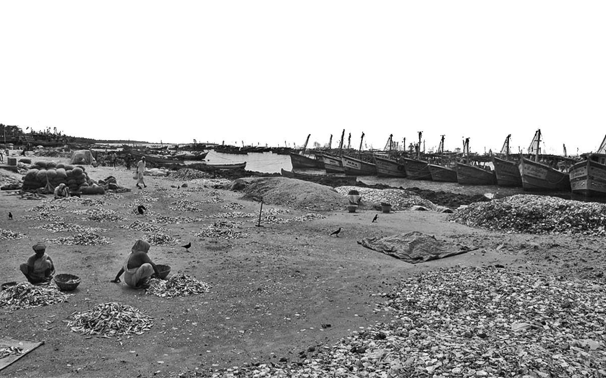 seahorses caught in fishing nets