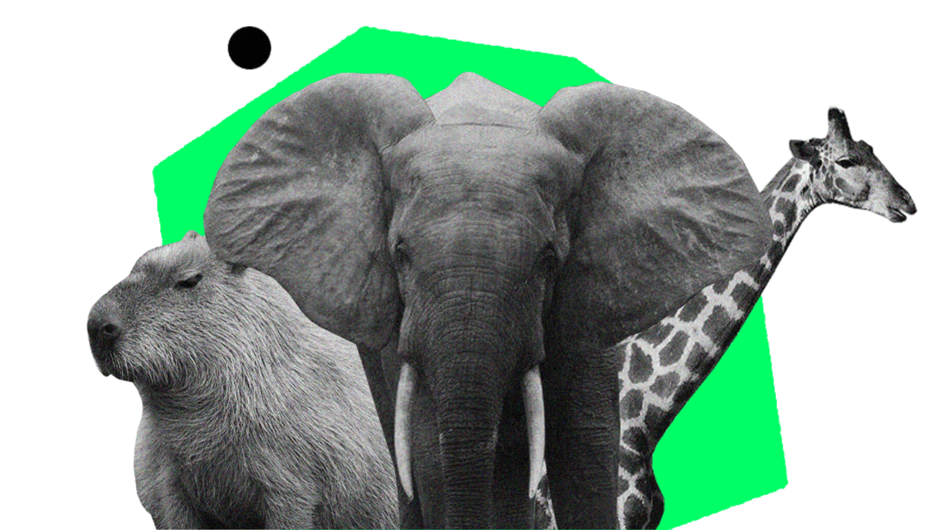 undiscovered mammals