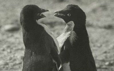 Adélie penguin colony antarctica