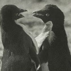Adélie penguin colony antarctica