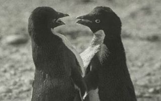 Adélie penguin colony antarctica