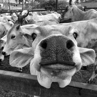 indian scientists cow dung