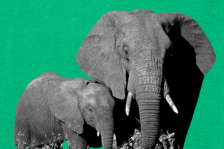 elephant-human conflict