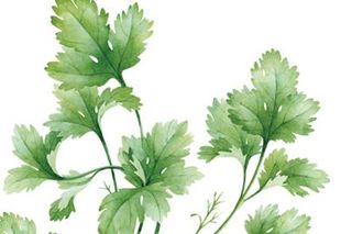 why does coriander taste like soap