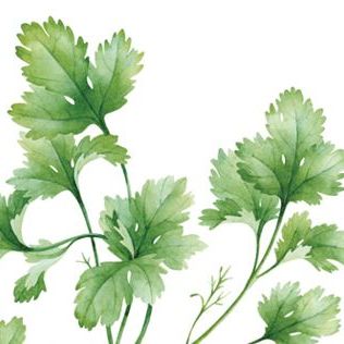 why does coriander taste like soap