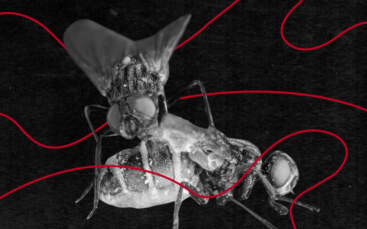 Fungus That Seduces Male Flies to Have Sex With Dead Females Could