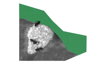 how ants heal host trees