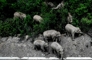 elephants travelling in china