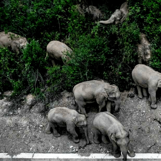 elephants travelling in china