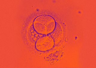 synthetic embryo