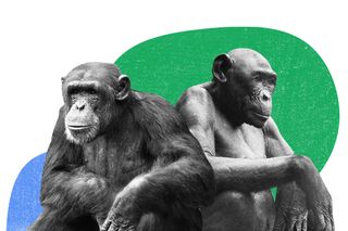 zoo animals during lockdown