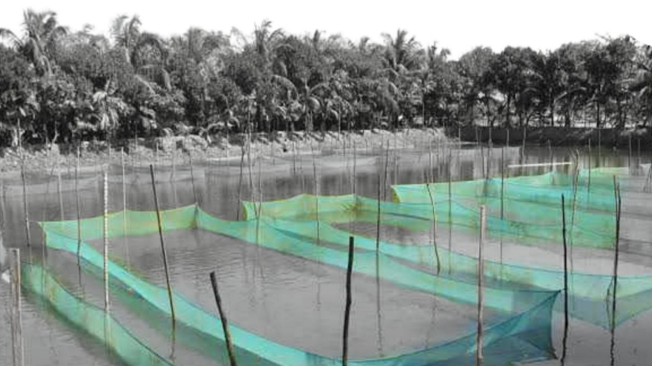 Fish Farms Across India Have Filthy Water Contaminated By Heavy Metals,  Probe Finds