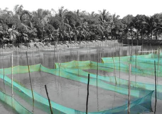 fish-farms-min.jpg