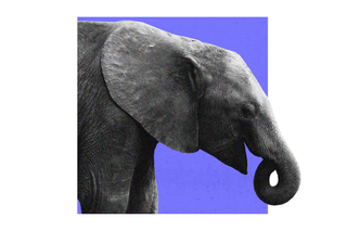 female elephants evolve without tusks